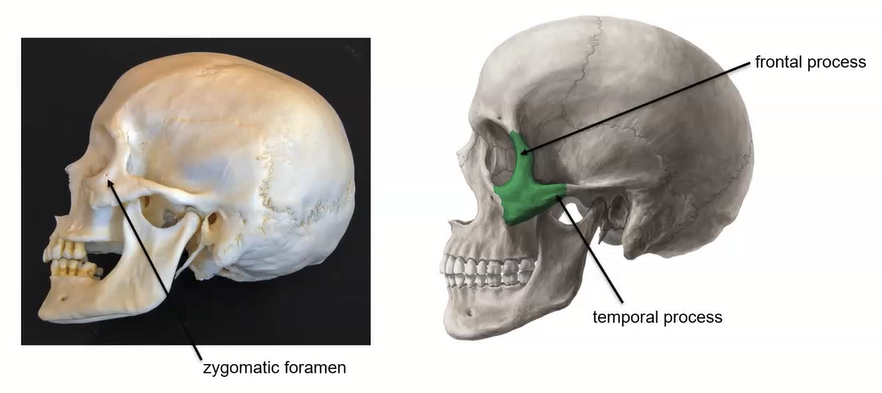 <ul><li><p>zygomatic foramen</p></li><li><p>frontal process</p></li><li><p>temporal process</p></li></ul><p></p>