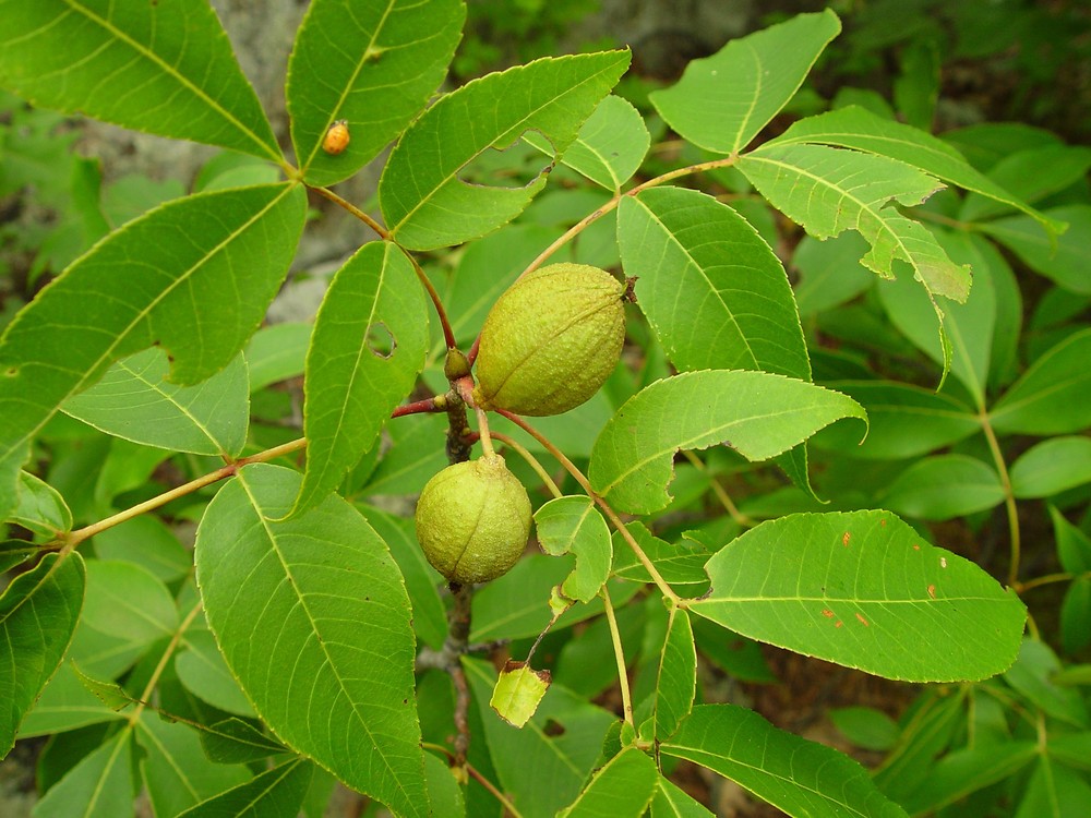 <p>what is the scientific name of pignut hickory ( 5-7 leaflets)</p>