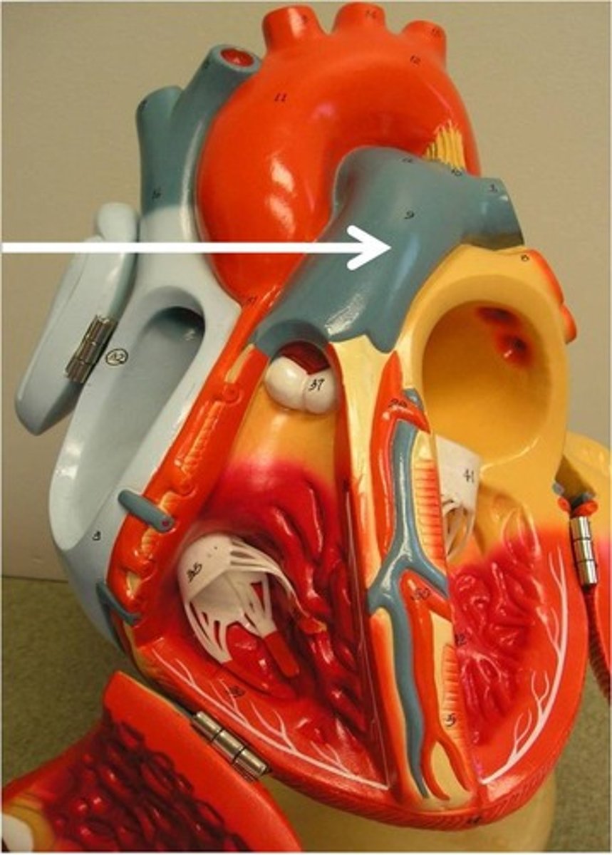 <p>carries blood from right ventricle to pulmonary arteries (which then carry the blood to the lungs)</p>