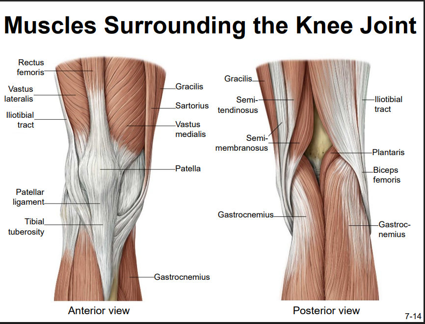 <p>Anterior:</p><ul><li><p>gracilis (side)</p></li><li><p>sartorius</p></li><li><p>vastus medialis</p></li><li><p>vastus lateralis</p></li><li><p>rectus femoris</p></li><li><p>gastrocnemius </p></li></ul><p>Posterior:</p><ul><li><p>Gracilis</p></li><li><p>semitendinosus</p></li><li><p>semimembranosus</p></li><li><p>plantaris</p></li><li><p>biceps femoris</p></li><li><p>gastrocnemius</p></li></ul><p></p>