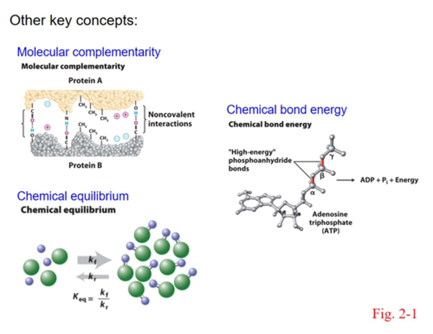 <p>- molecules (like proteins) interact with each other through noncovalent interactions</p><p>- hydrogen bonds, ionic bonds, VDW</p>