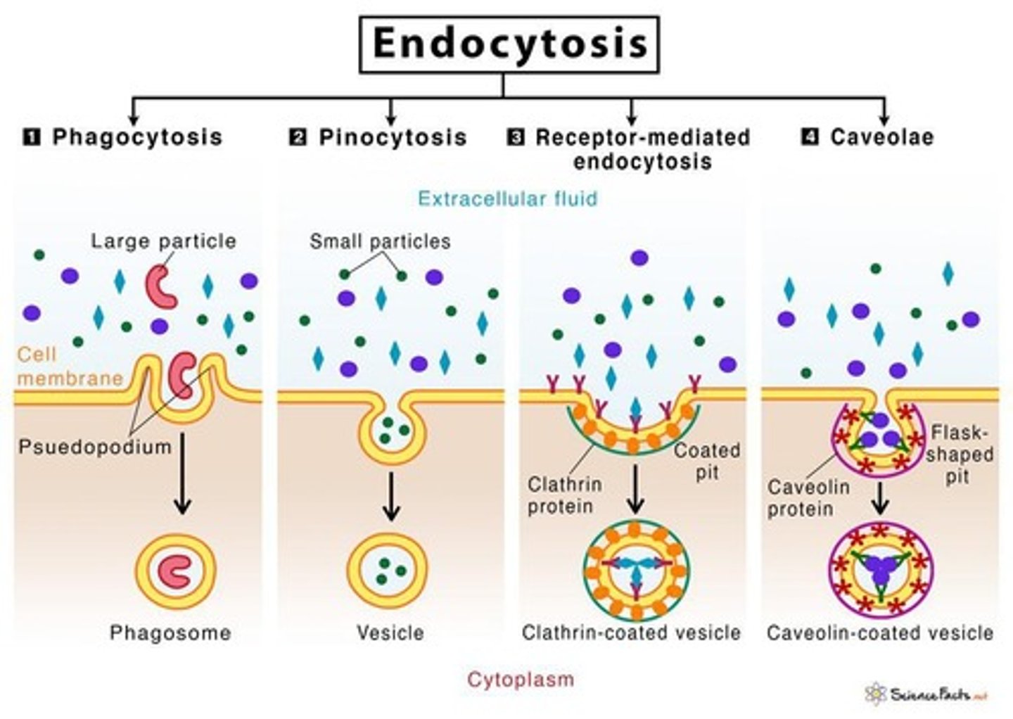 <p>Process of bringing materials into the cell.</p>