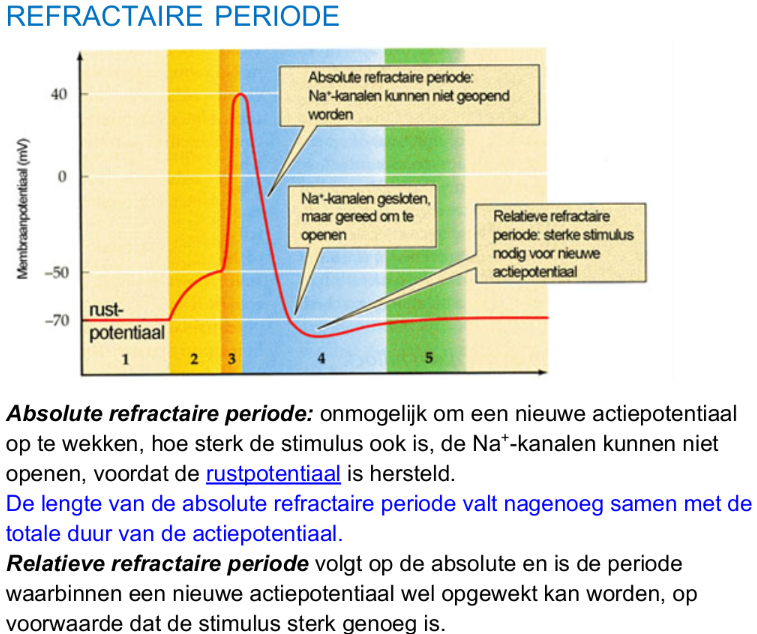 absolute en relatieve refractaire periode