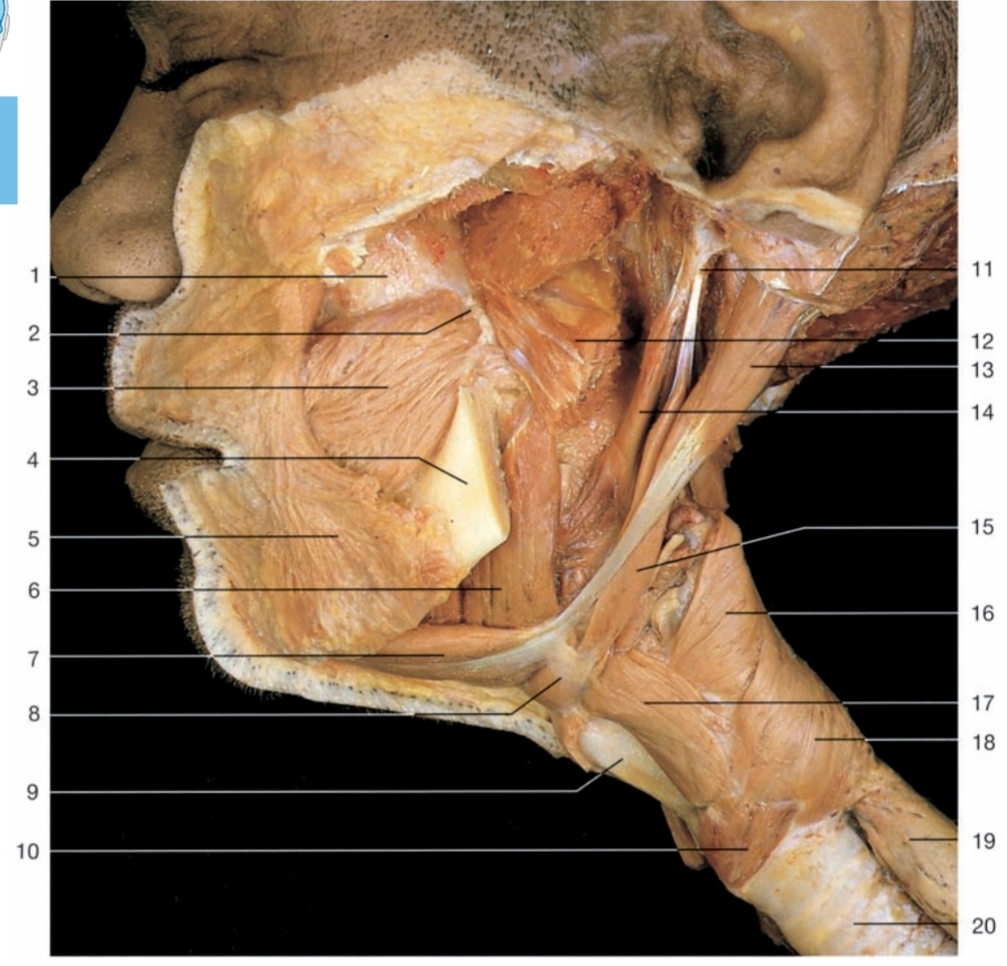 <p>16</p>