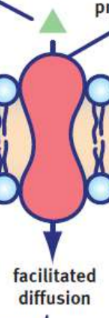 <p>simple diffusion for molecules that are impermeable to the membrane (large, polar, or charged); requires integral membrane proteins to serve as transporters or channels for these substrates</p>