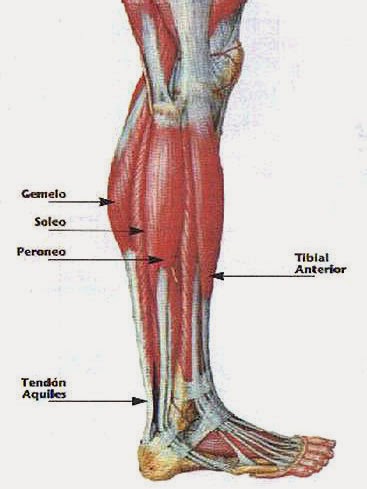 <p>Inerv Sóleo</p>