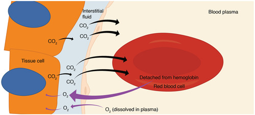 In humans, gas exchange occurs in the lungs with the exchange of oxygen and carbon dioxide between the air of the external environment and the body fluids of the internal environment. 

Gas exchange also occurs in the body tissues, where oxygen is taken up by the tissues and the CO2 that the tissues have created is diffused back into the blood for transport back to the lungs or gills to be released.