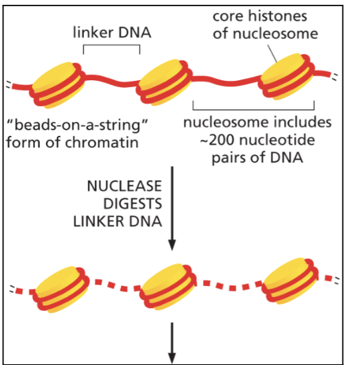 <p>how many bp of DNA around core particle&nbsp;</p>