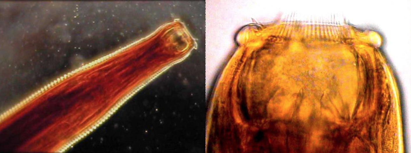 <p>Identify the parasite.</p>