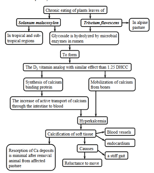 <p><strong>Chronic disease in cattle, sheep by eating certain plants containing calcinogenic glycosides leading to calcium deposits in soft tissues,</strong> esp. blood vessels and heart. </p><p>Process:</p><ol><li><p>grazing on plants</p></li><li><p>glycosides are broken down in rumen</p></li><li><p>vitamin D mimicking substance is made (vitamin D3 is made)</p></li><li><p><strong>calcium overload as the imposter vitamin D will:</strong></p><ul><li><p>increase Ca absorption from intestine</p></li><li><p>increase Ca mobilization from bones</p></li></ul></li><li><p>hypercalcemia</p></li><li><p>calcification</p></li></ol><p><strong>signs</strong>: stiff gait, reluctance to move.</p>