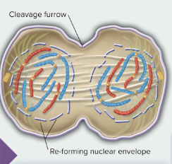 <p>chromosomes condense and the nucelar envelope reforms</p>