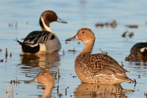 Long necks, pale wings, pointed tails, white/grey bill

Males: very long pointed tail, brown head, white neck

Female: mottled tan