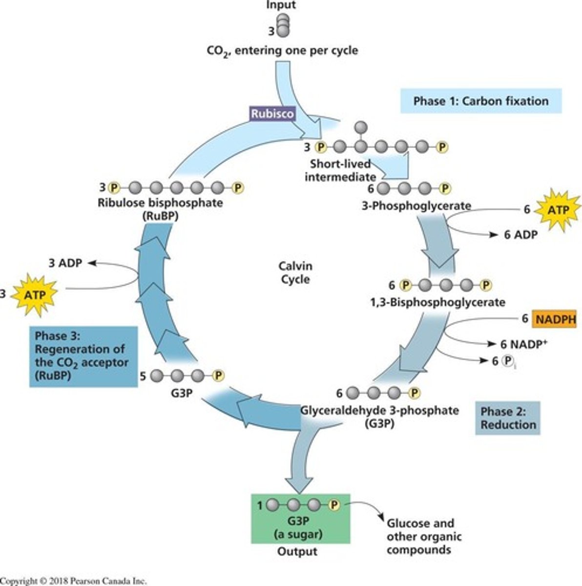 <p>1. Carbon fixation, 2. Reduction, 3. Regeneration of RuBP.</p>