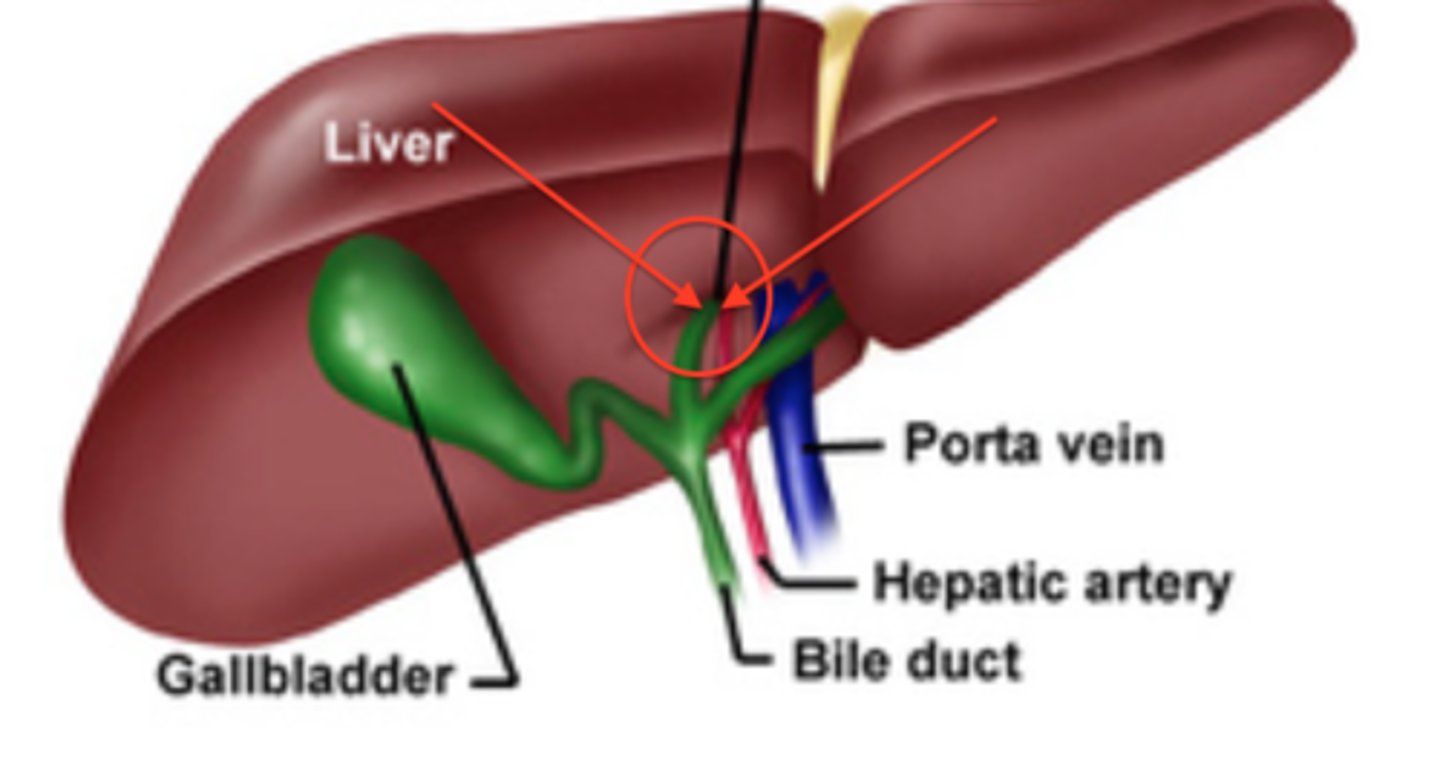 <p>where the blood and lymph vessels, bile ducts, and nerves enter and leave the liver</p>