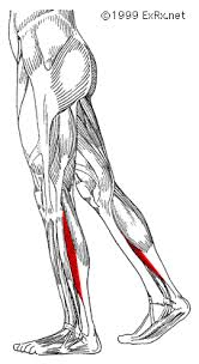 <p>posterior, calf muscle deep to gastrocnemius</p>