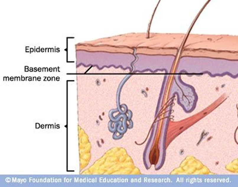 <p>connective tissues, blood vessels, oil and sweat glands, nerves, hair follicles</p>