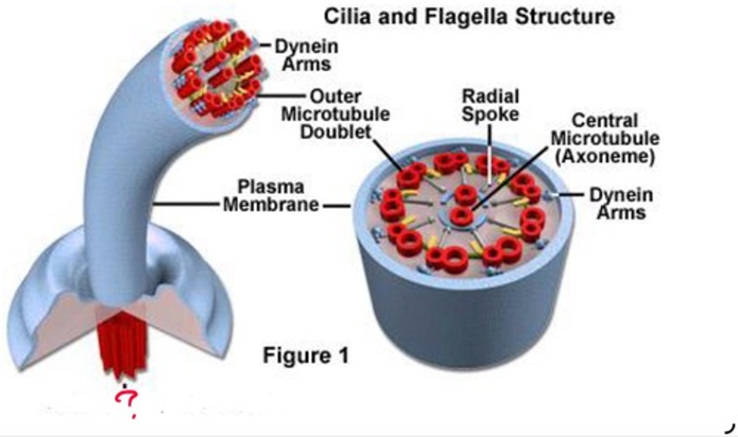 <p>What cilia structure is this?</p>