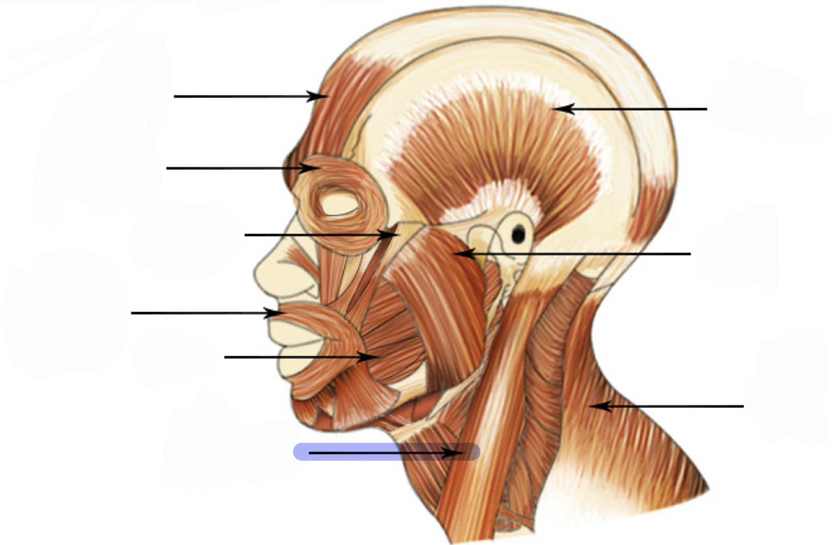 <p>If one side is contracted, rotates/tilts head sideways; “obliques” skull – tilt same side/turn opposite side</p>