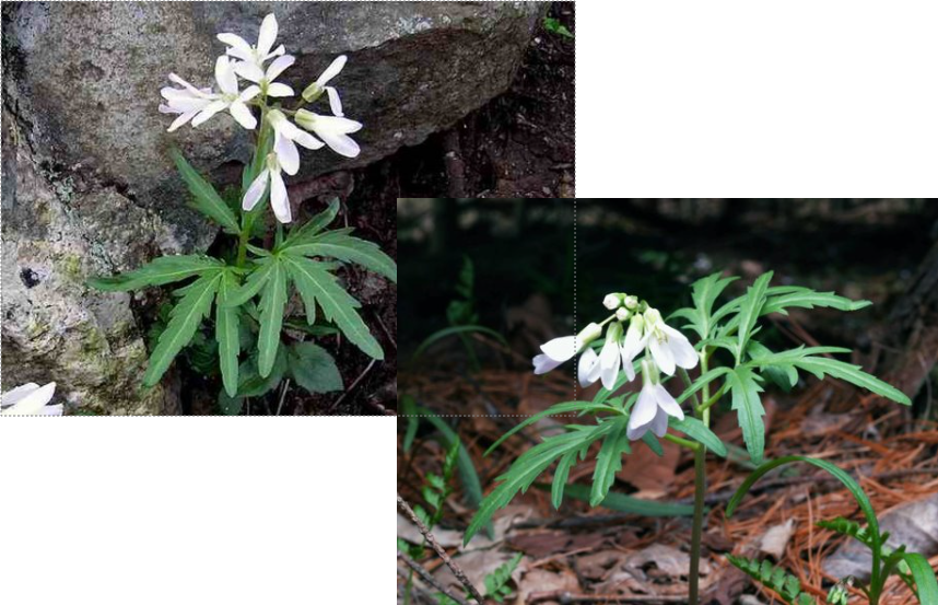 <p>cutleaf toothwort</p>