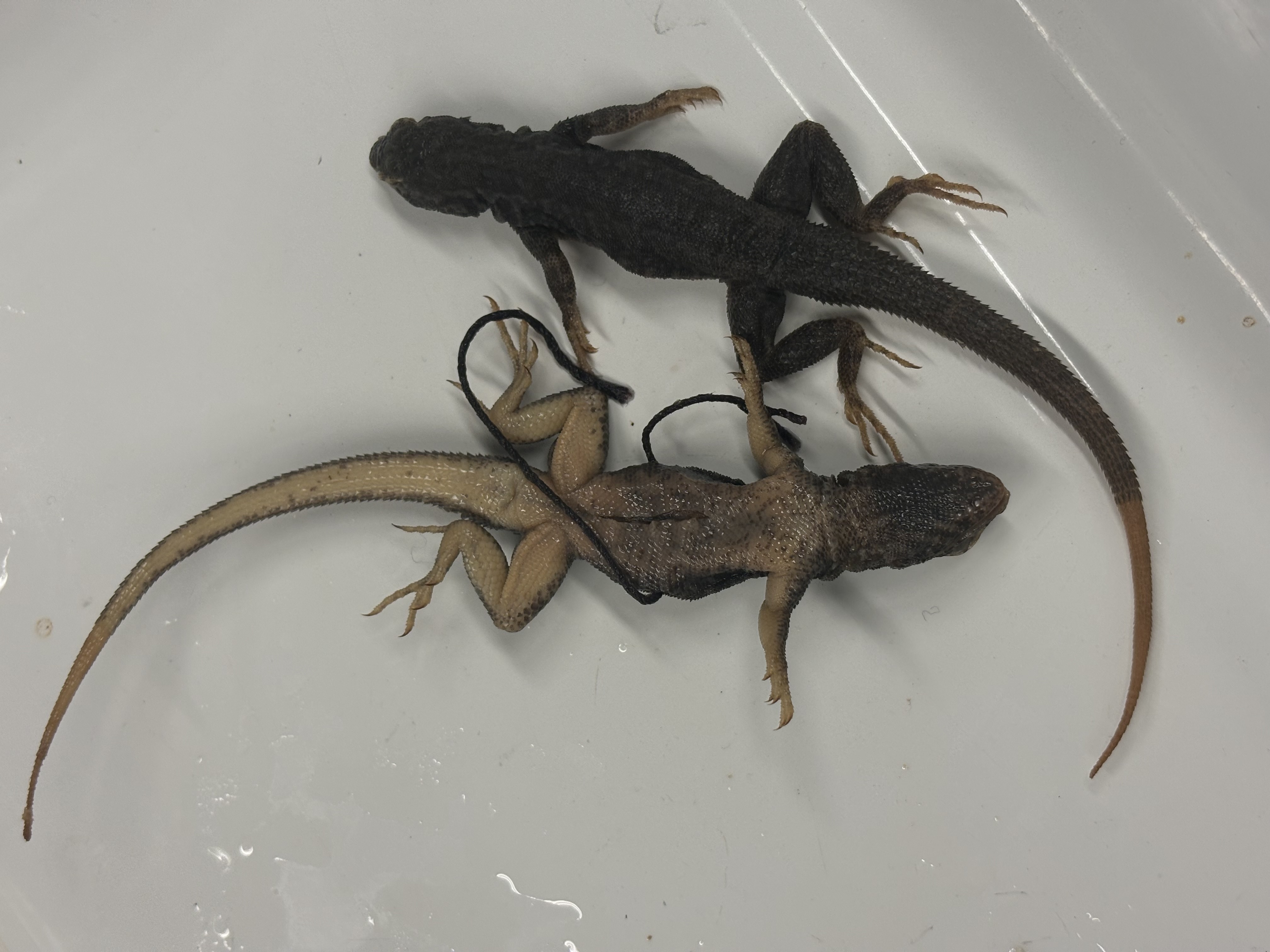 <p>Urosaurus graciosus</p>