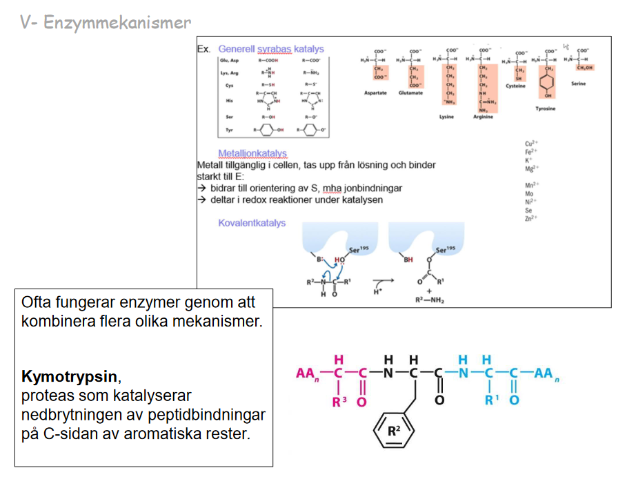 Olika mekanismer för olika enzymer

* Generell Syra bas katalys→ ofta övergångs, plockar upp H+ som kan doneras
* Metalljonkatalys→ katjoner hjälper substratet att binda, plockar upp joner
* Kovalent katalys→ krymotrypsin=proteas,matspjälkningen