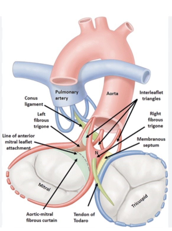 <ul><li><p class=""><strong>Membranous interventricular septum</strong></p></li><li><p class=""><strong>Subcommissural spaces</strong></p></li><li><p class=""><strong>Conal ligament</strong></p></li><li><p class=""><strong>Aortic curtain</strong></p></li><li><p class=""><strong>Tendon of Todaro</strong></p></li></ul><p></p>
