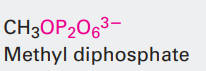 <p>Diphosphate </p>