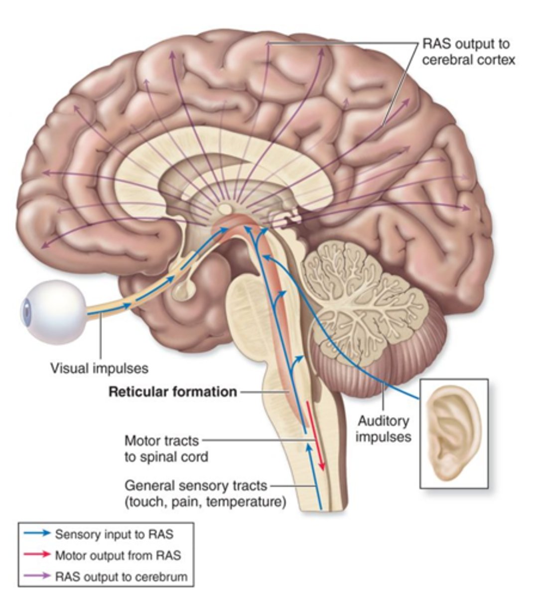 <p>Neural network in brainstem (medulla and pons) and midbrain essential to the regulation of sleep, wakefulness, arousal, and attention</p><p>Maintains consciousness by connecting through diencephalon to cerebral cortex</p><p>It helps maintain muscle tone with the cerebellum, helps the pons and medulla oblongata to regulate respiration, heart rate and blood pressure as well as processing sensory stimuli such as touch, sight and sound.</p><p>It also helps to maintain consciousness and concentration.</p>