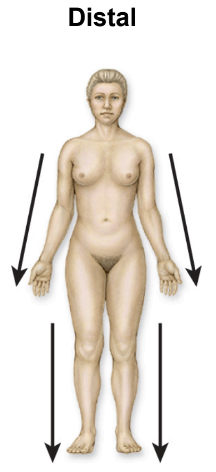 <p>the end of the limb, generally used in reference to limb parts</p>