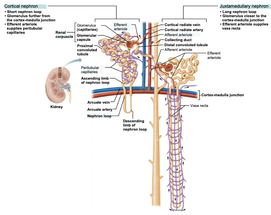 <ul><li><p><strong>Cortical nephrons</strong></p><ol><li><p>Almost entirely in <span style="color: purple;"><strong><mark data-color="purple" style="background-color: purple; color: inherit;"><span>cortex</span></mark></strong></span></p></li><li><p><strong><em>Short</em></strong> nephron loop </p></li><li><p>Glomerulus <strong><em>further</em></strong> from the cortex-medulla junction </p></li><li><p>Efferent arteriole supplies <strong><em><u>peritubular capillaries </u></em></strong></p></li></ol></li><li><p><strong>Juxtamedullary nephrons</strong></p><ul><li><p>Long nephron loops deeply invade <span style="color: purple;"><strong><mark data-color="purple" style="background-color: purple; color: inherit;"><span>medulla</span></mark></strong></span></p></li><li><p><strong><em>Long</em></strong> nephron loop </p></li><li><p>Glomerulus <strong><em>closer</em></strong> to the cortex-medulla junction </p></li><li><p>Efferent arteriole <strong><em><u>supplies vasa recta</u></em></strong> </p></li></ul></li></ul><p></p>