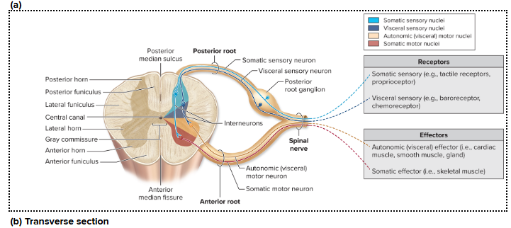 <p>Spinal Cord in Cross-Section (Internal View)</p>