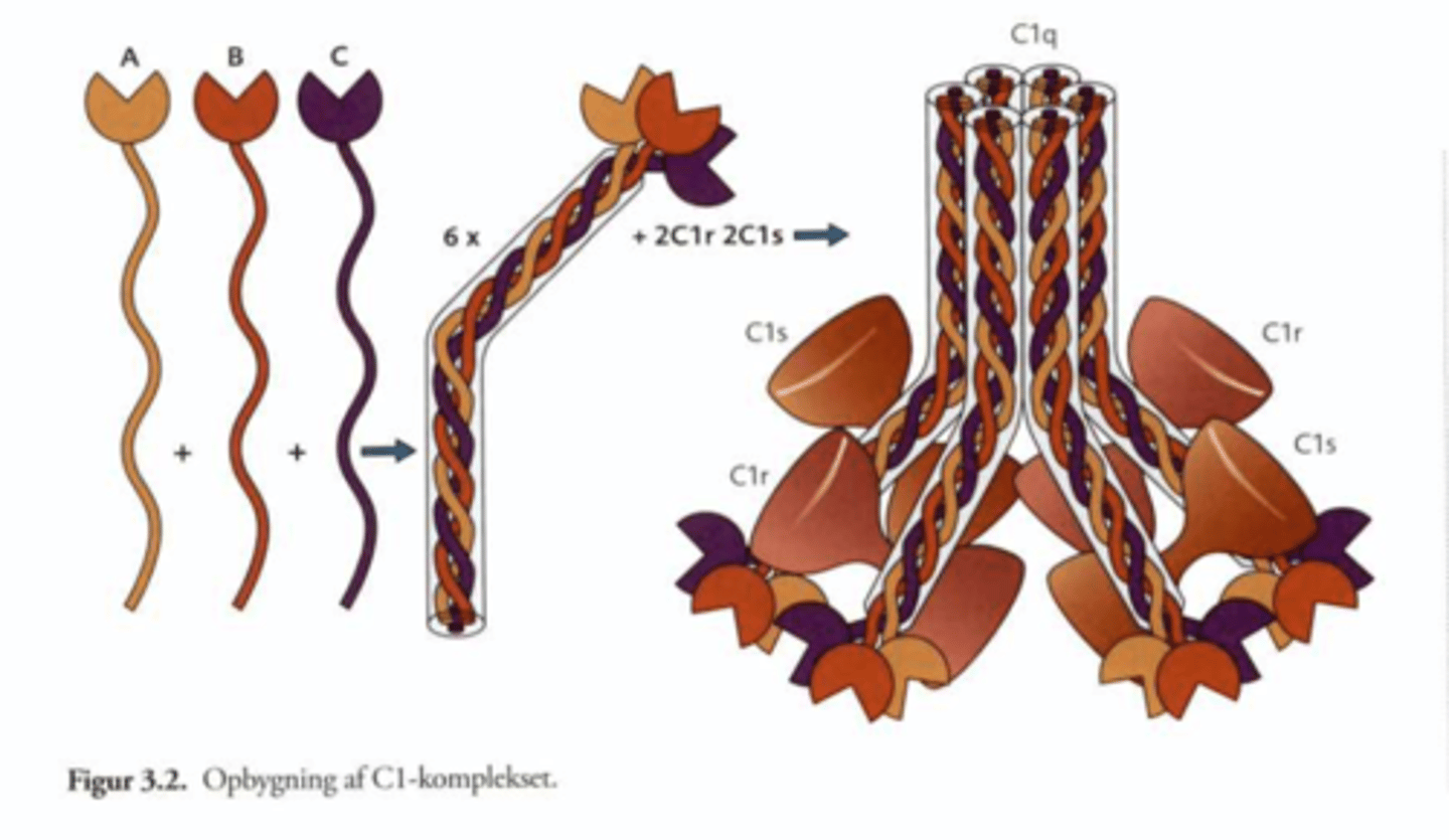 <p>Det er en blomsterlignende struktur med 6 arme, kollagenstilke og globulære hoveder.</p><p>Den binder til antistoffer af IgG eller IgM på overfladen af patogener.</p><p>Består af tre underenheder</p><p>- C1q</p><p>-C1s</p><p>-C1r</p><p>hvor minimum to af hovederne binder til IgM eller IgG.</p><p>Binder minimum to af disse, aktiveres C1r.</p>