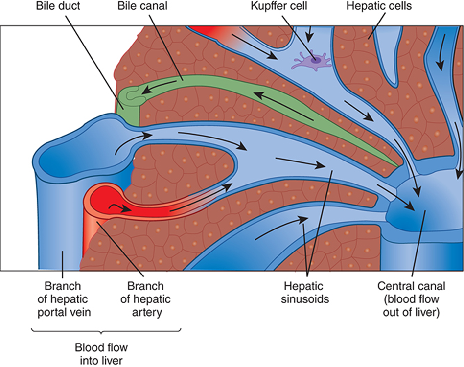 <ul><li><p class="">Liver divided into microscopic <strong>lobules</strong></p><ul><li><p class=""><span style="color: red"><strong>Hexagonal units</strong></span> with a<span style="color: red"> <strong>central vein</strong></span></p></li><li><p class=""><span style="color: red"><strong>Portal triads</strong></span> at each corner (portal vein, artery, bile duct)</p></li><li><p class="">Perform all <span style="color: red"><strong>excretory &amp; metabolic functions</strong></span></p></li></ul></li><li><p class=""><span style="color: red"><strong>Blood flows</strong></span> inward to central vein;<span style="color: #05ee17"> <strong>bile flows</strong> outward to bile ducts</span></p></li><li><p class=""><strong>Major cell types</strong>:</p><ul><li><p class=""><span style="color: red"><strong>Hepatocytes</strong> </span>(~80%) → metabolic workhorses</p></li><li><p class=""><span style="color: red"><strong>Kupffer cells</strong></span> → liver macrophages; phagocytose debris &amp; toxins in sinusoids</p></li></ul></li></ul><p></p>