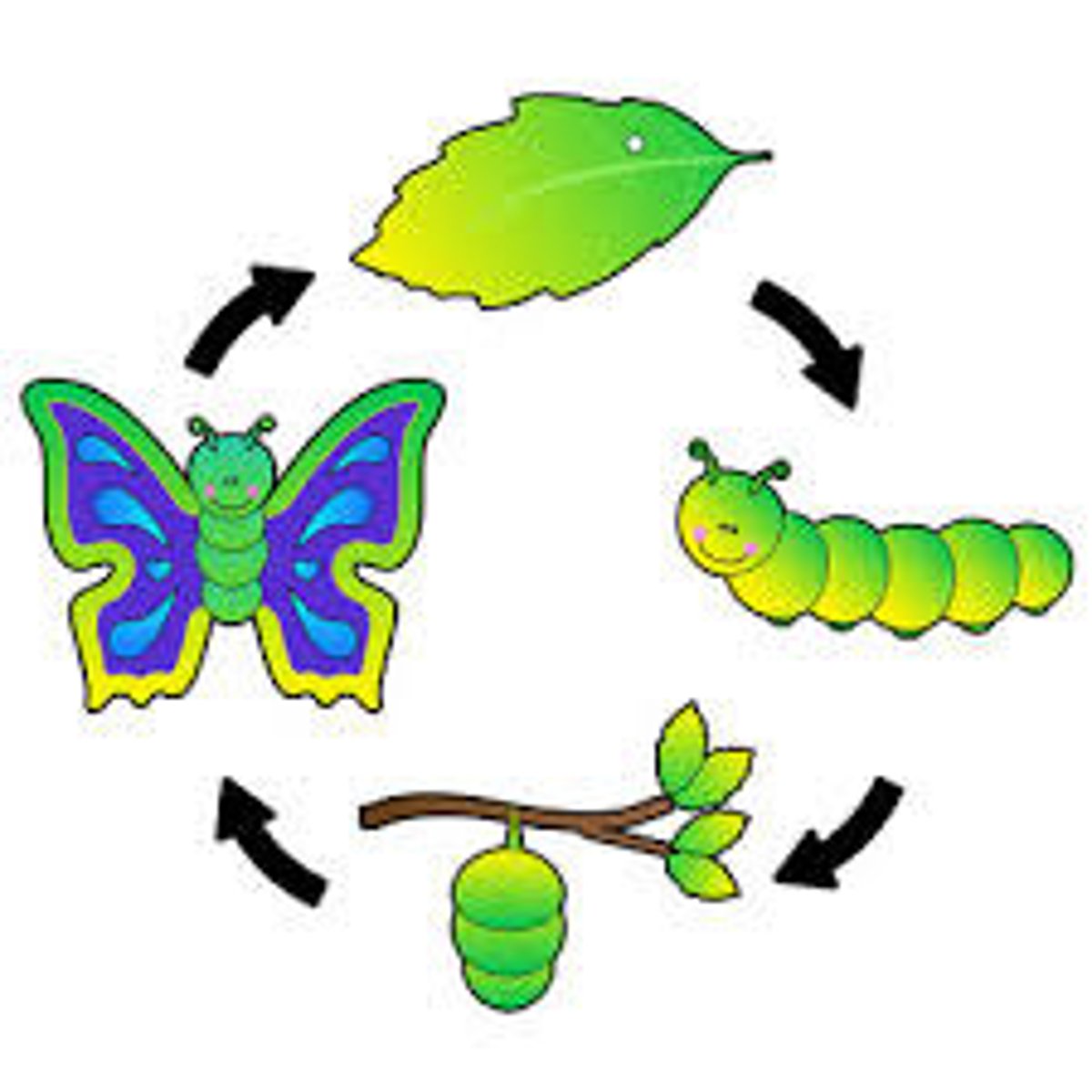 <p>Life Cycle</p>