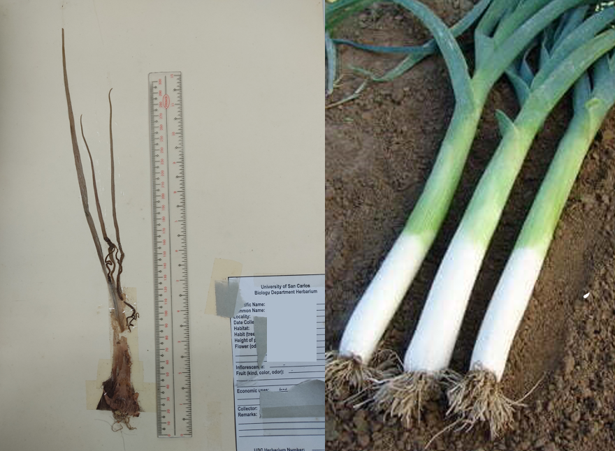 <p>monocot; a vegetable, a cultivar of Allium ampeloprasum, the broadleaf wild leek</p>