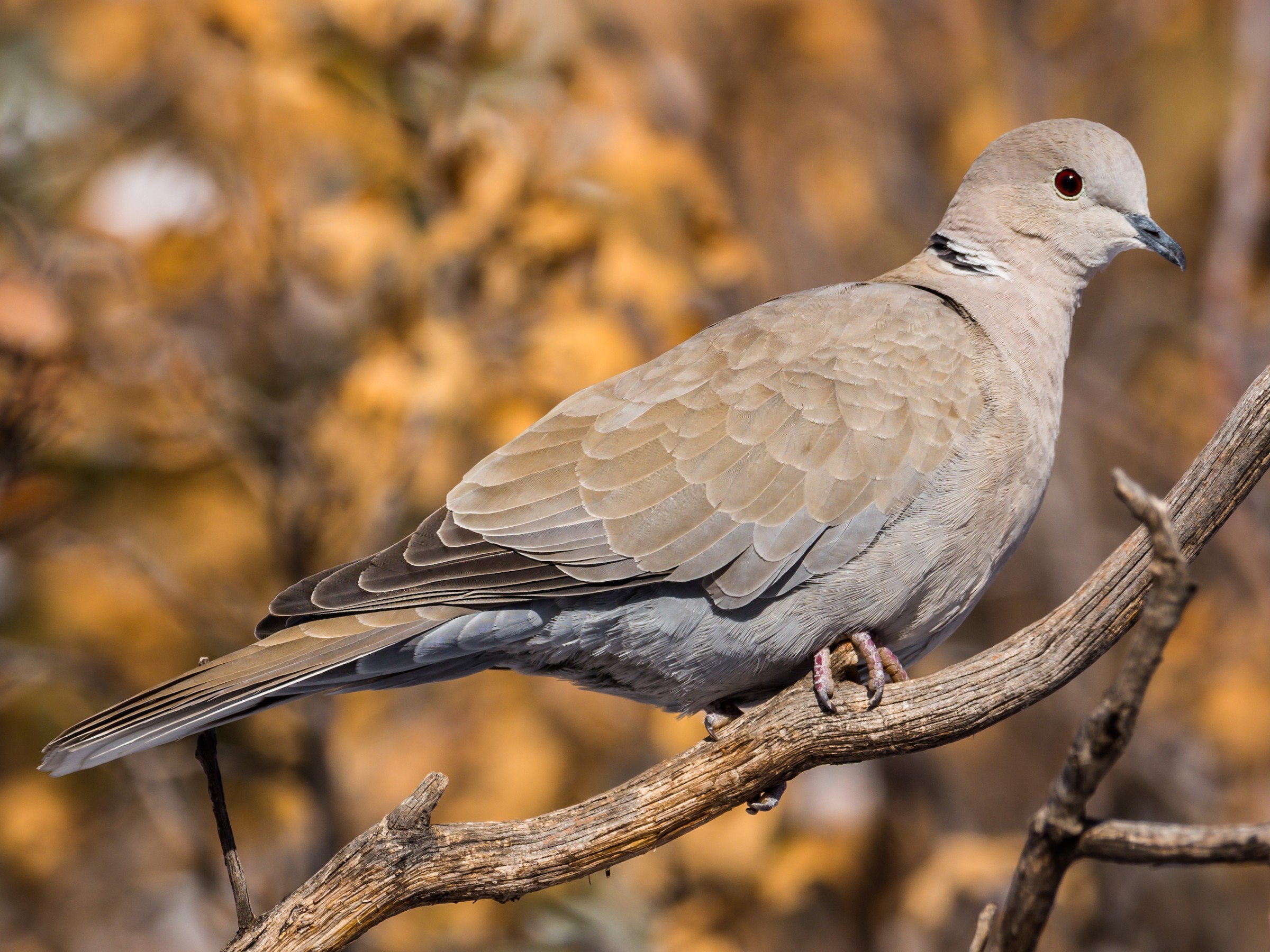 <p>Eurasian Collared-Dove</p>