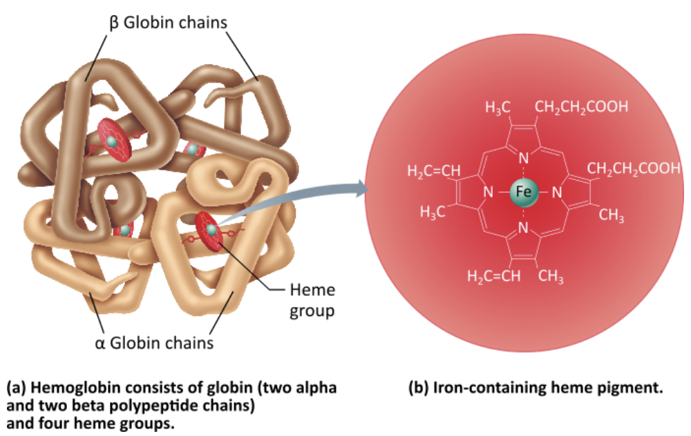<ol><li><p><strong>Four globin polypeptides </strong>(2 alpha chains, 2 beta chains) </p></li><li><p><strong>Four heme groups </strong></p></li><li><p><strong>Four Fe<sup>2+</sup> ions</strong></p></li></ol><p></p>