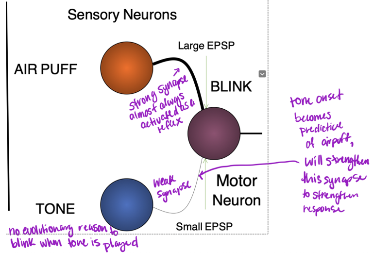 <p>• When applying an air puff to the eye, we blink – typical response</p><p>• Sensory neurons process air puff, synapse between those neurons and motor neurons</p><p>-	When these are active they send glutamate molecules to activate motor neurons that process it are not connected to the same motor neurons</p><p>-	No reason for us to eye blink (after a while strong synapse forms)</p>