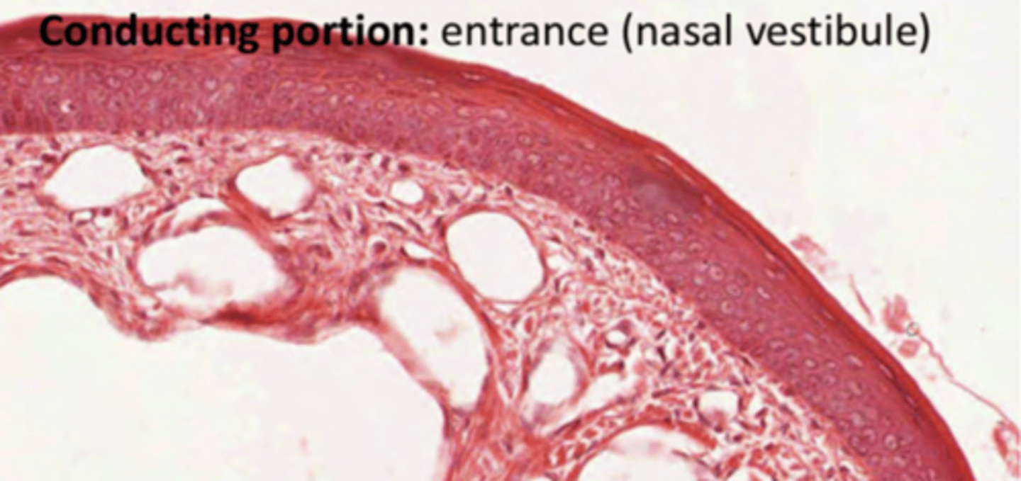 <p>Stratified keratinized squamous epithelium, recovering the entrance.</p><p>As we enter the cavity, the epithelium loses keratin, transitioning into stratified non-keratinized squamous epithelium. In deeper portions it will turn into pseudostratified ciliated epithelium (olfactory or respiratory, depending on the region of the nasal cavity).</p>