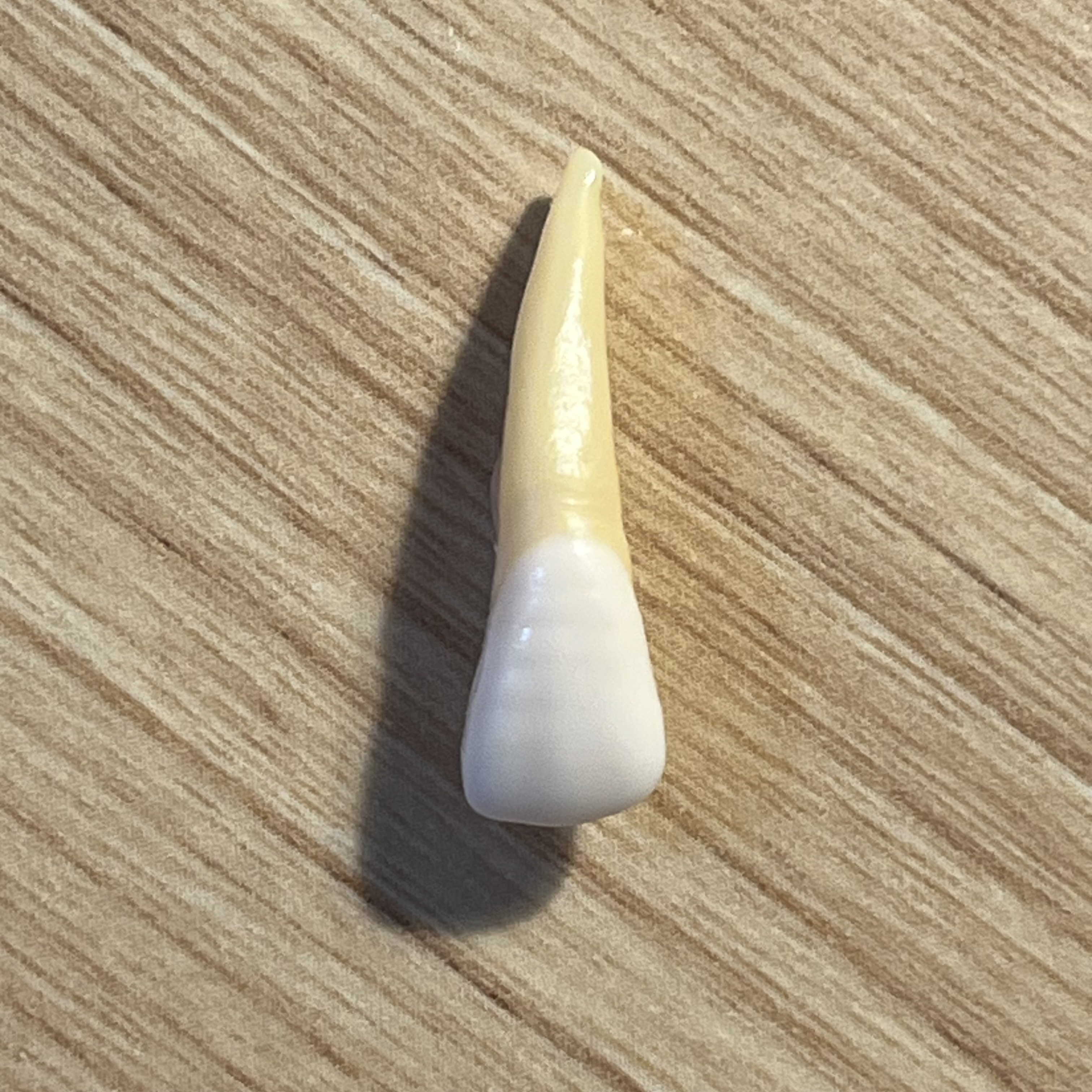 <p>What tooth is this (with view)?</p>