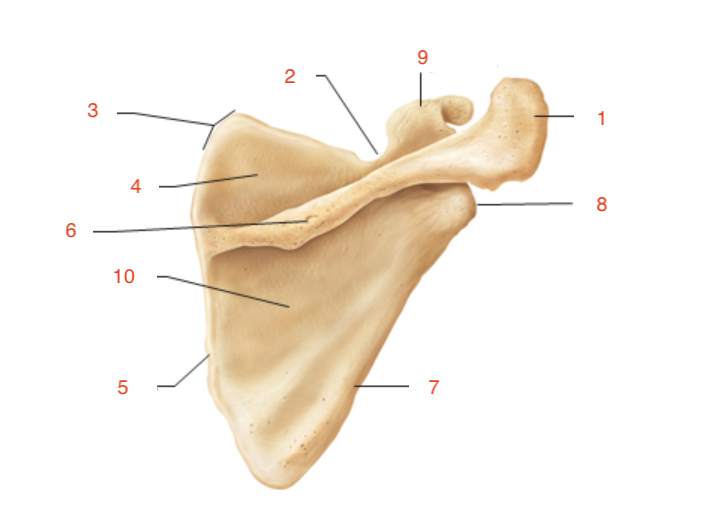 <p>what is #1</p>