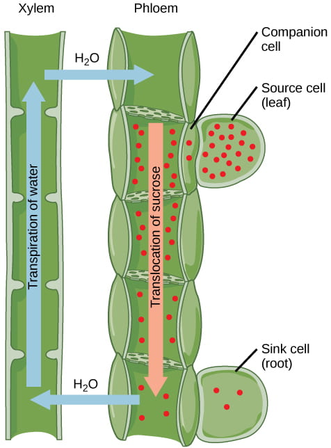 <ol><li><p>Active transport of sugars from source into phloem</p></li><li><p>high amount of solute in phloem moves water into phloem</p></li><li><p>pressure pushes sugars to the sink</p></li><li><p>water moves back into xylem</p></li></ol><p></p>