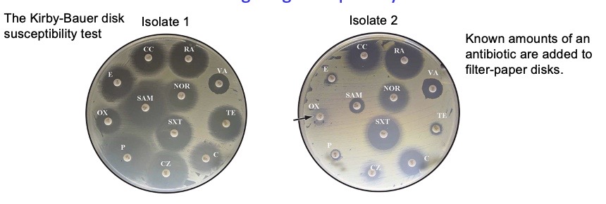 <p><span style="background-color: transparent;"><span>Known amounts of an antibiotic are added to filter-paper disks, then they diffuse through the agar to establish a concentration gradient where the lowest point of the gradient is where the bacteria is resistant enough.</span></span></p><ul><li><p><span style="background-color: transparent;"><span>the larger the gray circles = the farther the antibiotic has diffused (greater radius) = the more lethal it is against the bacteria → clinical significance? indicates that this is the antibiotic to be using for patients</span></span></p></li><li><p><span style="background-color: transparent;"><span>performed under standardized conditions &amp; in standard-sized zones of inhibition for each antibiotic</span></span></p></li><li><p><span style="background-color: transparent;"><span>results usually reported as sensitive, intermediate, or resistant, based on zone of inhibition’s size:</span></span></p><ul><li><p><span style="background-color: transparent;"><span>if observed zone of inhibition size >= standard zone size → microorganism deemed susceptible to antibiotic</span></span></p></li></ul></li></ul><p><span style="background-color: transparent;"><span>if observed ZOI size < standard zone size → microorganism deemed resistant</span></span></p><p><span><span>The size of a zone of inhibition in a KB test is inversely related to the minimum inhibitory concentration (MIC), which is the amount of antibiotic required to prevent bacterial growth in an overnight culture. The MIC (in µg/ml) can be calculated from known standard-curve graphs based on the diameter of the observed inhibition zone diameter (in millimeters).</span></span></p>