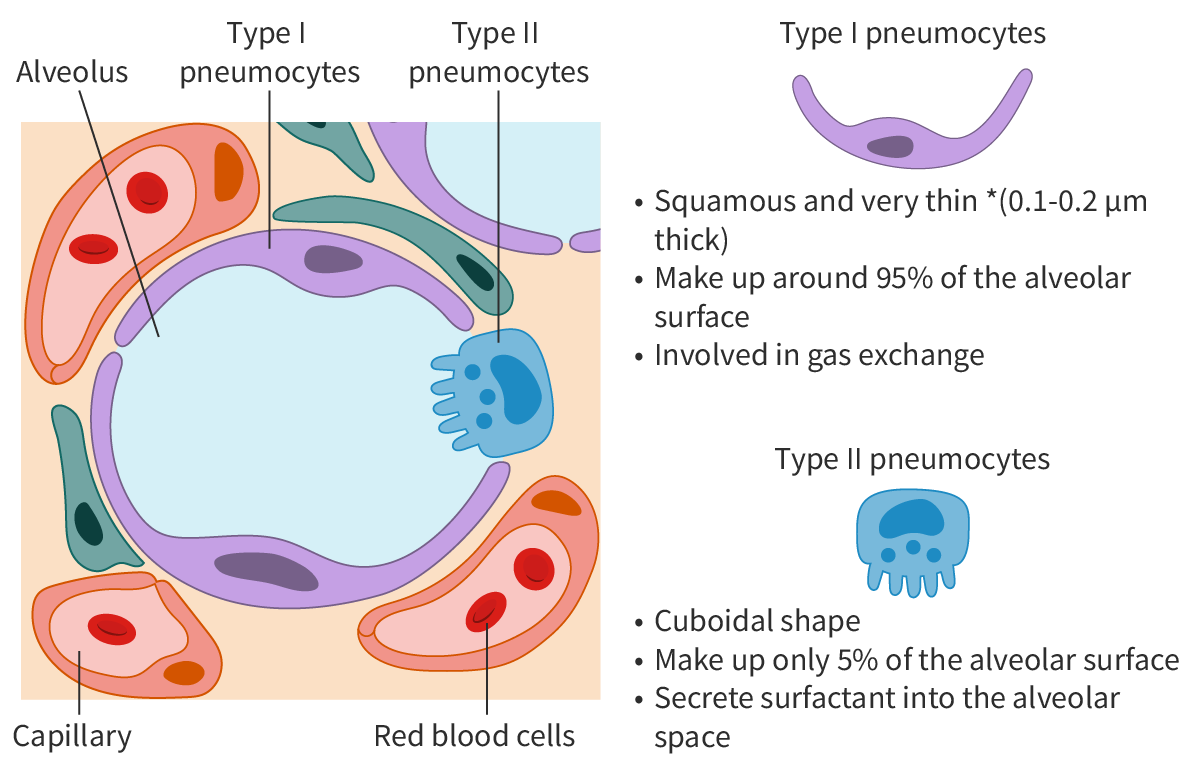 <p><span>Extreme thinness of cells in lungs to reduce distances for diffusion for gas exchange</span></p>