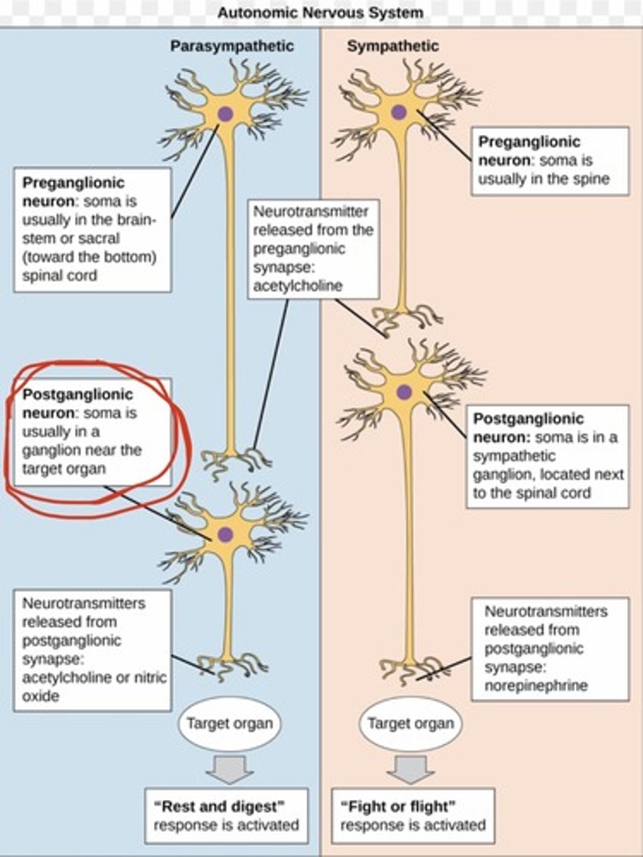 <p>parasympathetic division of the ANS</p>