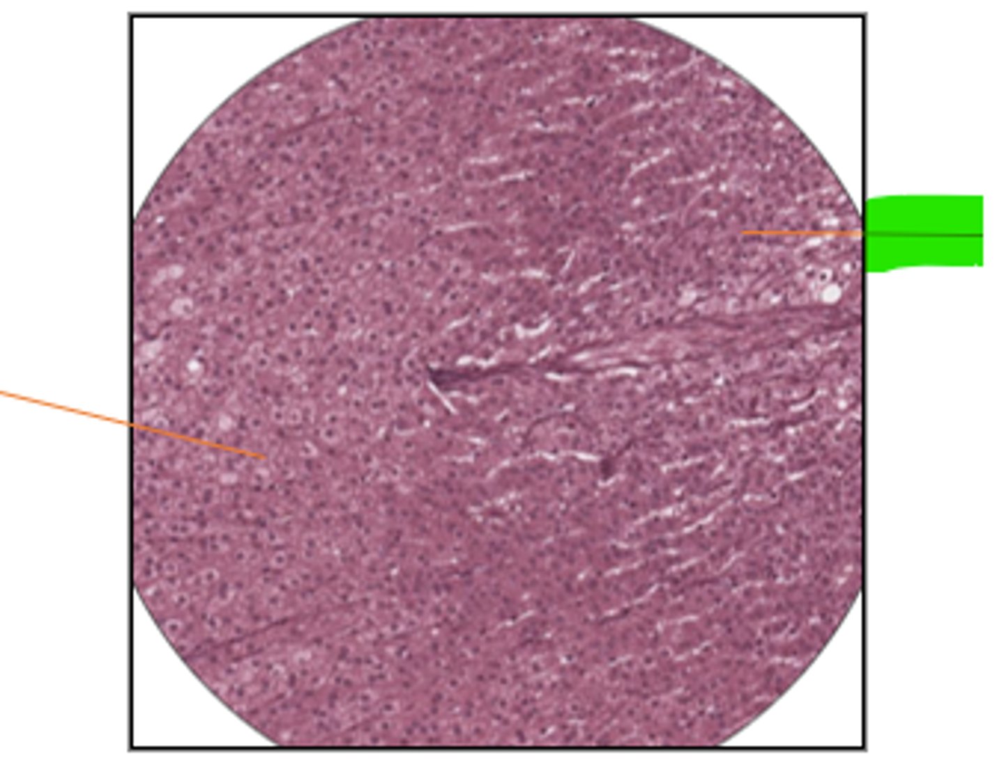 <p>label region and organ</p>