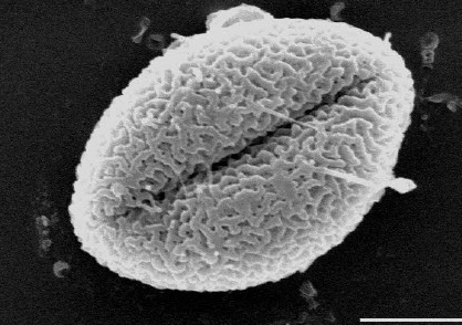 <p>The pollen has a single aperture, the ancestral stae of pollen is found in the basal angiosperms and monocots</p>
