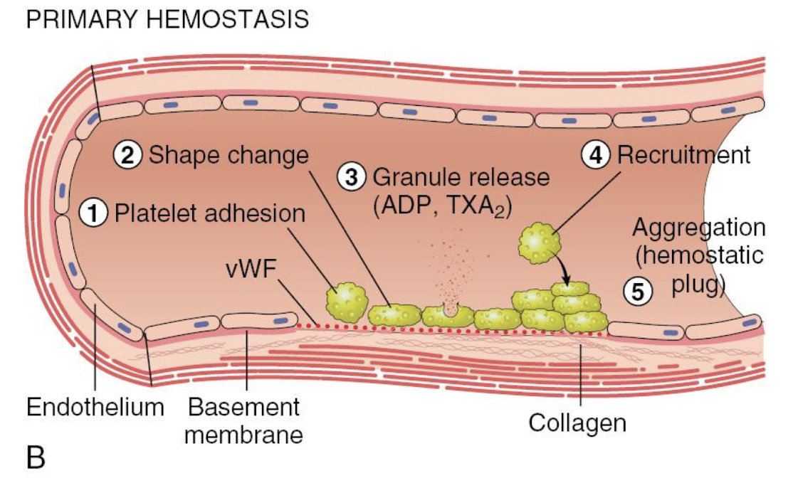 <ol><li><p>platelet adhesion (vWF attracts)</p></li><li><p>shape change</p></li><li><p>granule release (ADP, TXA<sub>2</sub>)</p></li><li><p>recruitment</p></li><li><p>aggregation (hemostatic plug)</p></li></ol><p></p>