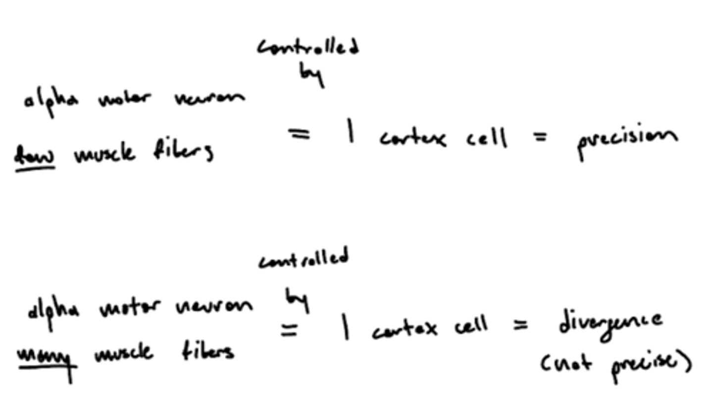 <p>1 cortex cell controls 1 alpha motor unit, more muscle fibers (larger alpha motor unit) innervation creates divergent (not precise) movement</p>