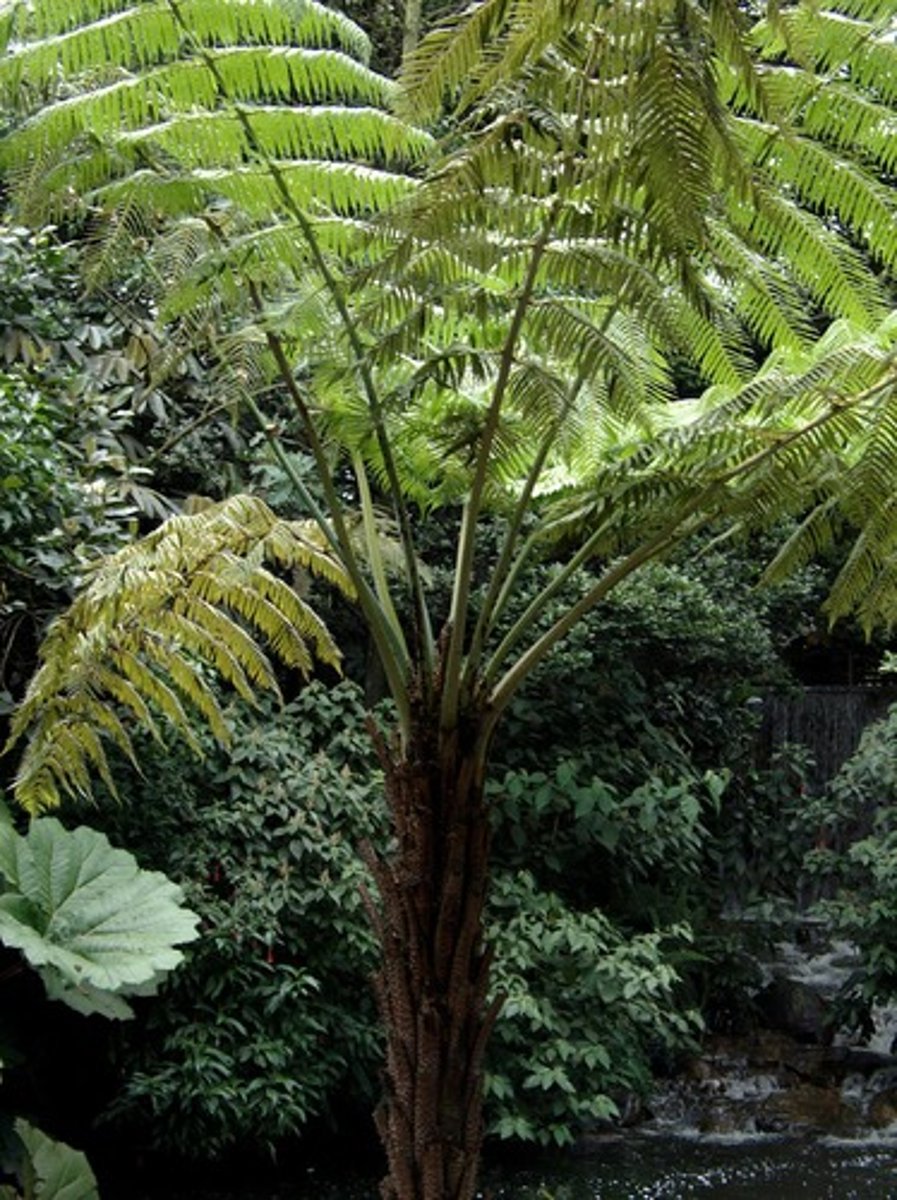 <p>Australian Tree Fern</p>